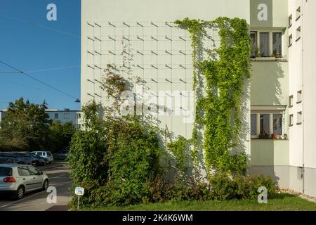 Fassadenbegrünung an Wohngebäuden mit Kletterpflanzen in Wien Favoriten Stockfoto