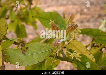 Detail einiger neuer Blatttriebe und kleiner Avocadoblüten auf einem Zweig mit Blättern, die durch Schädlinge oder Krankheiten beschädigt wurden Stockfoto