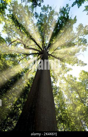 Wald von Troncais. Stebbing II bemerkenswerte Eiche, . Allier-Abteilung. Auvergne Rhone Alpes. Frankreich Stockfoto