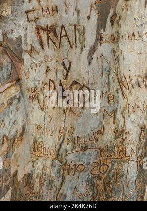 Initialen von Liebenden, die in Baumrinde des Eukalyptusbaums, Spanien, geschnitzt sind Stockfoto
