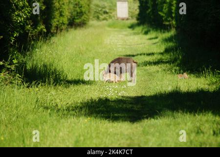 Wildschwein mit Ferkeln auf einem Waldweg Stockfoto
