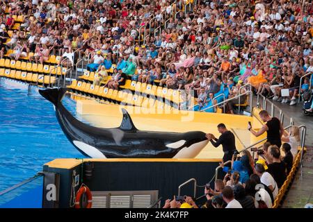 Teneriffa, Spanien - August 2022: Orca-Walschau im Loro Parque auf Teneriffa Stockfoto