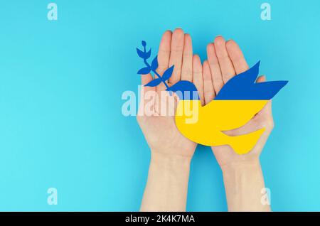 Eine Papiertaube mit einem Zweig in den Farben der ukrainischen Flagge in weiblichen Händen. Ein Symbol des Friedens Stockfoto