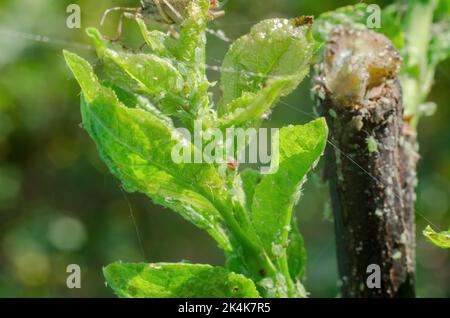 Blattläuse auf einem jungen Zweig eines Baumes. Baumkrankheiten, Gartenbau Stockfoto