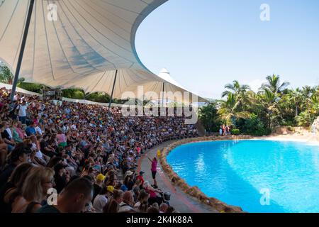 Teneriffa, Spanien - August, 2022: Menschen beobachten die Delfinshow im Loro Parque auf Teneriffa Stockfoto