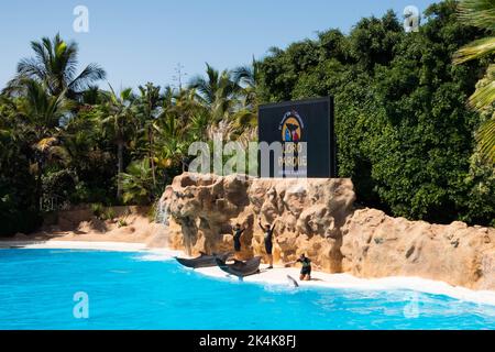 Teneriffa, Spanien - August 2022: Delfinshow im Loro Parque auf Teneriffa Stockfoto