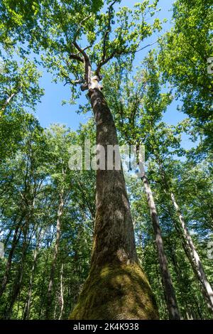 Troncais-Wald. Bemerkenswerte Eiche namens Chene Carré. Eiche, deren Stammbasis quadratisch ist. Allier-Abteilung. Auvergne Rhone Alpes. Frankreich Stockfoto