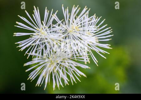 Sibirische Säulenwiesenrue, Säulenwiesenrue, französische Wiesenrue oder größere Wiesenrue. - Thalictrum aquilegiifolium, Estós-Tal, Naturpark Stockfoto