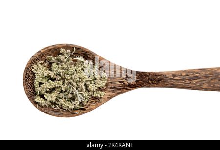 Getrocknete Artemisia vulgaris die Beifuß-Pflanzenteile auf Holzlöffel isoliert auf weißem Hintergrund, Studioaufnahme. Konzept der Kräutermedizin. Stockfoto