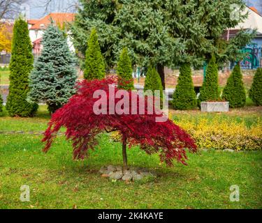 Acer palmatum 'dissectum Attropurpureum'. Acer Palmatum Baum mit roten Blättern im Park, Herbstzeit Stockfoto