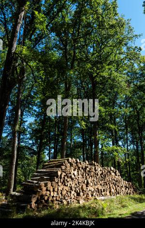 Troncais-Wald, in der Herbstsaison stapelnde Baumstämme unter einem klaren blauen Himmel in einem dichten Wald. Allier-Abteilung. Auvergne Rhone Alpes. Frankreich Stockfoto