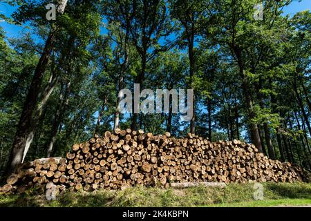 Troncais-Wald, in der Herbstsaison stapelnde Baumstämme unter einem klaren blauen Himmel in einem dichten Wald. Allier-Abteilung. Auvergne Rhone Alpes. Frankreich Stockfoto