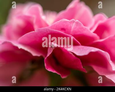 Nahaufnahme der zarten Claude Brasseur Rosenblüten als Hintergrund der Natur Stockfoto