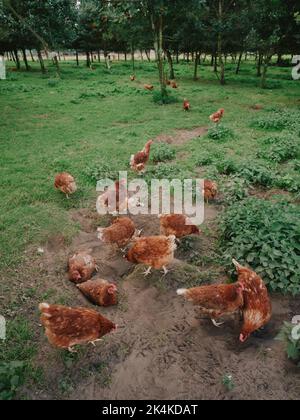 Freilaufende Hühner/Hühner genießen ein Staubbad in einem großen offenen Gehege. Stockfoto