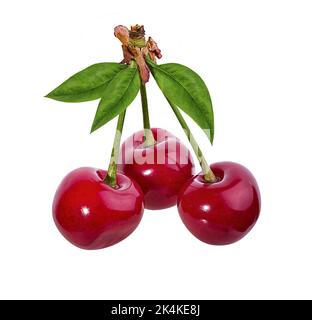 Cherry isoliert auf weißem Hintergrund Stockfoto