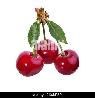 Cherry isoliert auf weißem Hintergrund Stockfoto