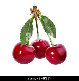 Cherry isoliert auf weißem Hintergrund Stockfoto