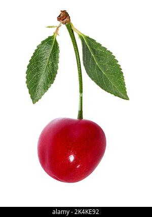 Cherry isoliert auf weißem Hintergrund Stockfoto