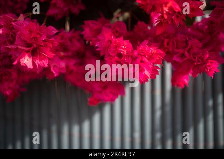 Bougainvillea Hintergrund. Fuchsia rosa Mahara Magic Sorte mit flauschigen Blüten Stockfoto