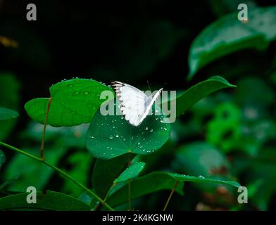 Eine Nahaufnahme von Appias libythea, dem gestreiften Albatross-Schmetterling auf einem grünen Blatt. Stockfoto