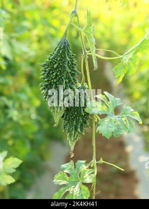 Eine vertikale Nahaufnahme der im Grün wachsenden Bittermelonenpflanze Stockfoto