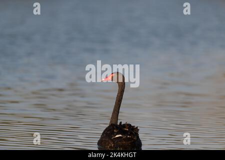 Der eineige Schwarze Schwan (Cygnus atratus) blickt zurück, während er an den Al Qudra Seen in Dubai, Vereinigte Arabische Emirate, schwimmt. Stockfoto