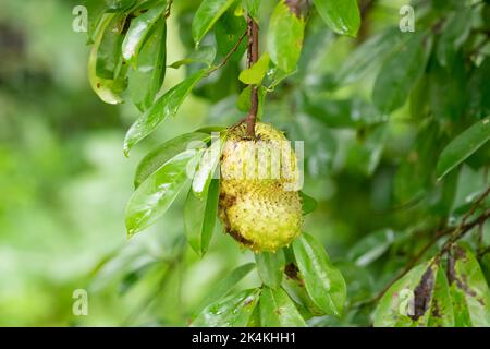 Laxman phal- oder Soursop-Früchte hängen am Baum im Garten in Mangalore, Indien. Stockfoto