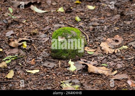 Blick auf einen kleinen, mit grünem Moos bedeckten Felsen (Bryophyta) auf dem Waldboden im Bondla Wildlife Sanctuary in Goa, Indien. Stockfoto