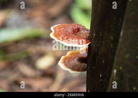 Wildpilze, Ganoderma lucidum, die an der Seite eines Baumstamms in den Wäldern von Goa in Indien wachsen. Stockfoto