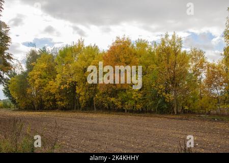 Ein gepflügtes Feld in der Nähe des Waldes, das an einem bewölkten Herbsttag voll gefallener Blätter ist. Stockfoto