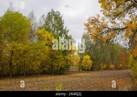 Ein gepflügtes Feld in der Nähe des Waldes, das an einem bewölkten Herbsttag voll gefallener Blätter ist. Stockfoto