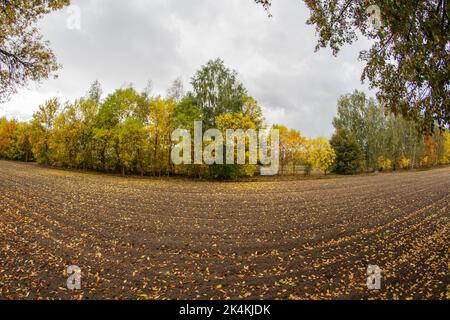 Ein gepflügtes Feld in der Nähe des Waldes, das an einem bewölkten Herbsttag voll gefallener Blätter ist. Stockfoto