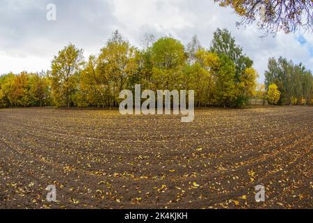 Ein gepflügtes Feld in der Nähe des Waldes, das an einem bewölkten Herbsttag voll gefallener Blätter ist. Stockfoto