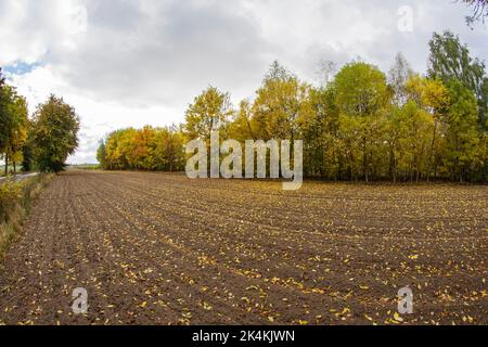 Ein gepflügtes Feld in der Nähe des Waldes, das an einem bewölkten Herbsttag voll gefallener Blätter ist. Stockfoto