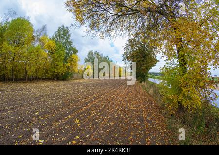 Ein gepflügtes Feld in der Nähe des Waldes, das an einem bewölkten Herbsttag voll gefallener Blätter ist. Stockfoto