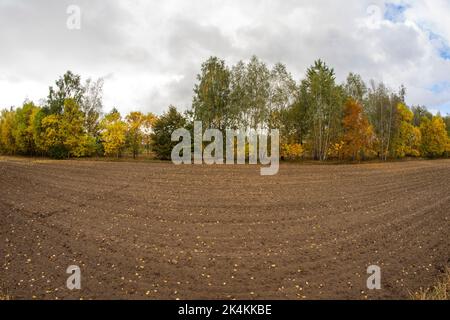Ein gepflügtes Feld in der Nähe des Waldes, das an einem bewölkten Herbsttag voll gefallener Blätter ist. Stockfoto