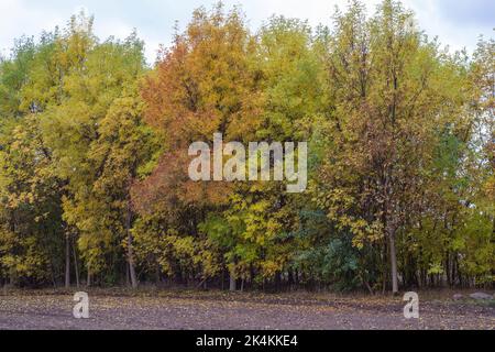 Ein gepflügtes Feld in der Nähe des Waldes, das an einem bewölkten Herbsttag voll gefallener Blätter ist. Stockfoto