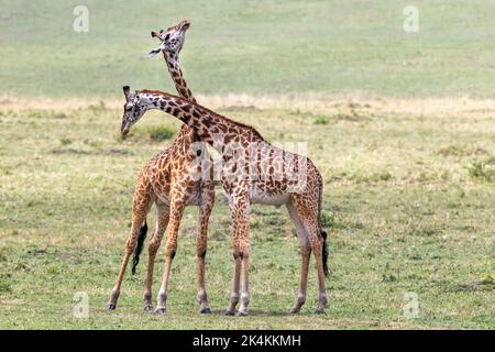 Zwei junge Erwachsene männliche Masai-Giraffen, Giraffa camelopardalis, die in der Masai Mara, Kenia, am Hals oder Sparring sind. Stockfoto