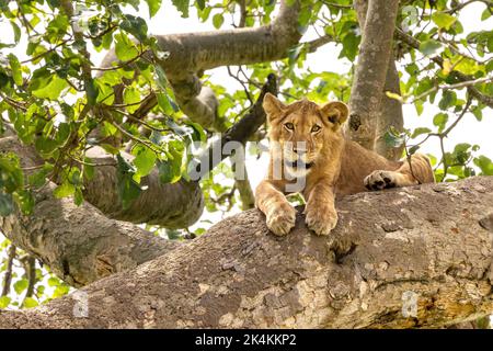 Junglöwe in einem Baum. Der Ishasha-Sektor des Queen Elizabeth National Park ist berühmt für die baumkletternden Löwen, die klettern, um der Hitze zu entkommen Stockfoto