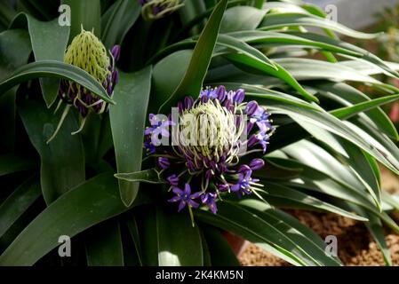 Purple/Blue Scilla peruviana 'Portuguese Squill' Blume im Alpenhaus im RHS Garden Harlow Carr, Harrogate, Yorkshire, England, UK. Stockfoto