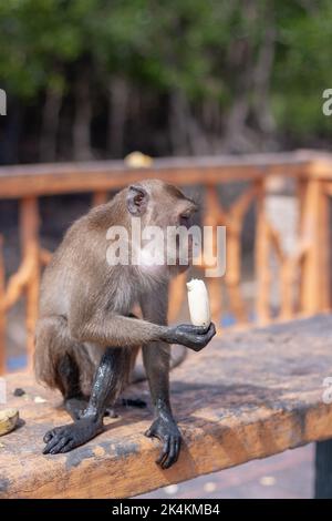 Lustiger Makaken-Affe mit schmutzigen Pfoten frisst Banane auf der Bank. Selektiver Fokus, unscharfer Hintergrund. Seitenansicht. Vertikales Bild. Stockfoto