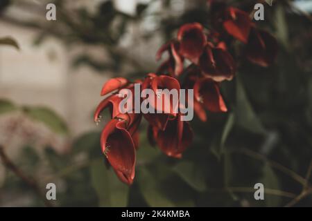 Blühender Cockspur-Korallenbaum (Erythrina crista-galli), ursprünglich aus dem Botanischen Garten in Krakau Stockfoto