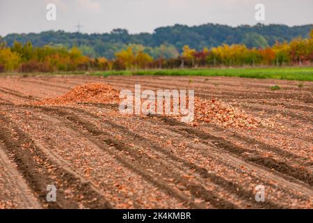 Ein Haufen Zwiebeln wird im Herbst in Deutschland auf dem Zwiebelfeld geerntet Stockfoto