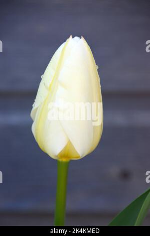 Einzelne weiße Tulpe aus Elfenbein, Purissima (White Emperor), die im RHS Garden Harlow Carr, Harrogate, Yorkshire, England, Großbritannien angebaut wird. Stockfoto