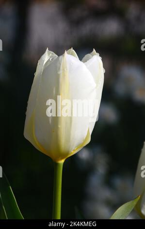 Einzelne weiße Tulpe aus Elfenbein, Purissima (White Emperor), die im RHS Garden Harlow Carr, Harrogate, Yorkshire, England, Großbritannien angebaut wird. Stockfoto