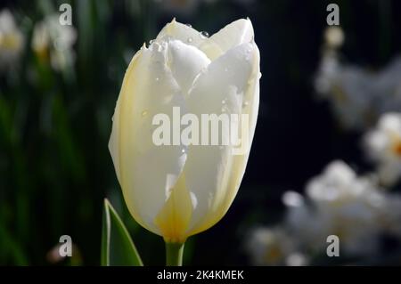 Einzelne weiße Tulpe aus Elfenbein, Purissima (White Emperor), die im RHS Garden Harlow Carr, Harrogate, Yorkshire, England, Großbritannien angebaut wird. Stockfoto