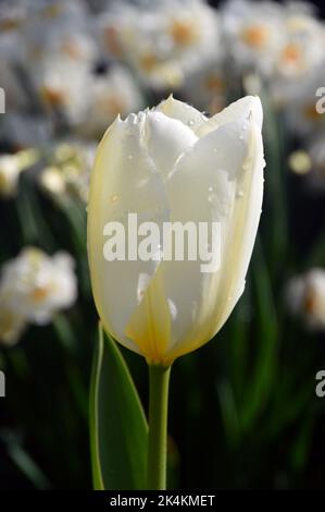 Einzelne weiße Tulpe aus Elfenbein, Purissima (White Emperor), die im RHS Garden Harlow Carr, Harrogate, Yorkshire, England, Großbritannien angebaut wird. Stockfoto