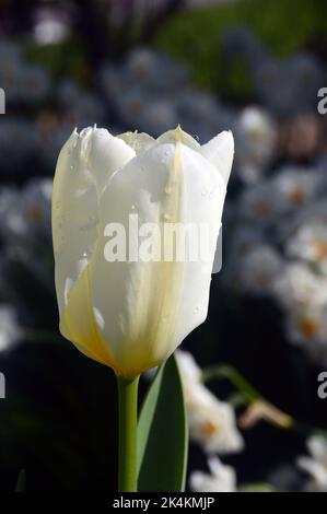 Einzelne weiße Tulpe aus Elfenbein, Purissima (White Emperor), die im RHS Garden Harlow Carr, Harrogate, Yorkshire, England, Großbritannien angebaut wird. Stockfoto