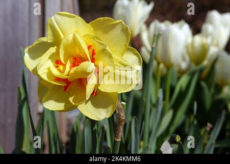 Single Yellow & Orange/Red Narcissus ''Tahiti' (Double Daffodil) Blume angebaut in RHS Garden Harlow Carr, Harrogate, Yorkshire, England, UK. Stockfoto