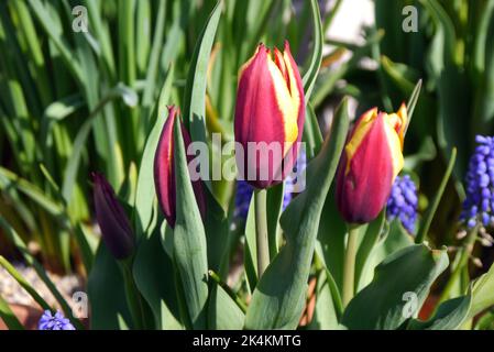 Geschlossen Rot/Gelb Tulipa Muvota (Slawa) Tulpenblumen im RHS Garden Harlow Carr, Harrogate, Yorkshire, England, UK angebaut. Stockfoto